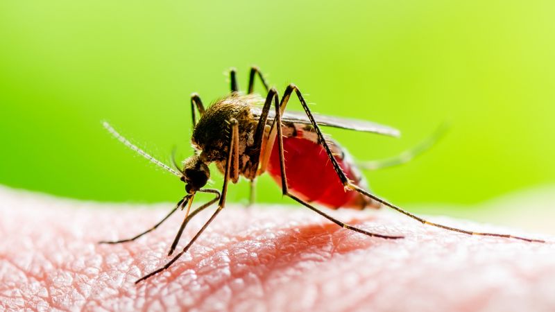 gelse sticht auf einem nackten körperteil